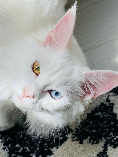 odd eyed cat|Genetic Background And Causes Of Odd.